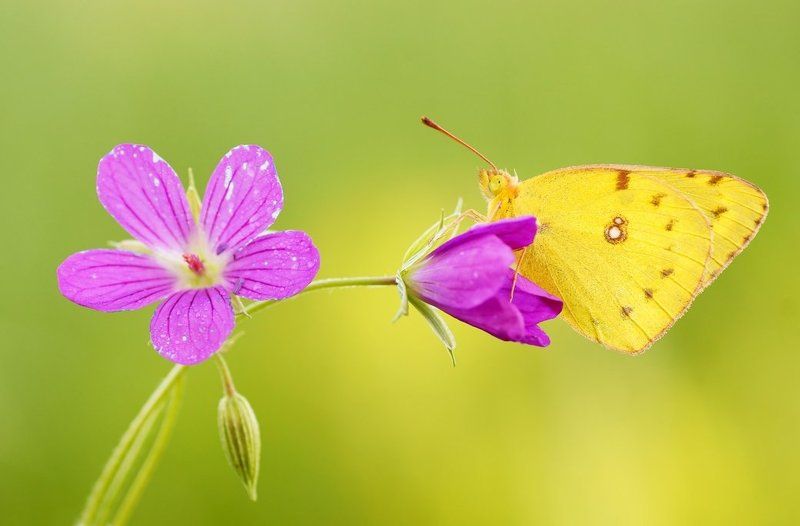 macro Flowers of love фото превью
