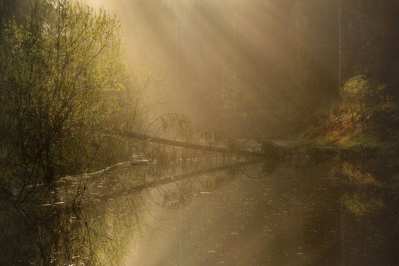 весна, павловский парк, природа, рассвет, павловск, питер, санкт-петербург, landscape, nature Рассветные мгновения... фото превью