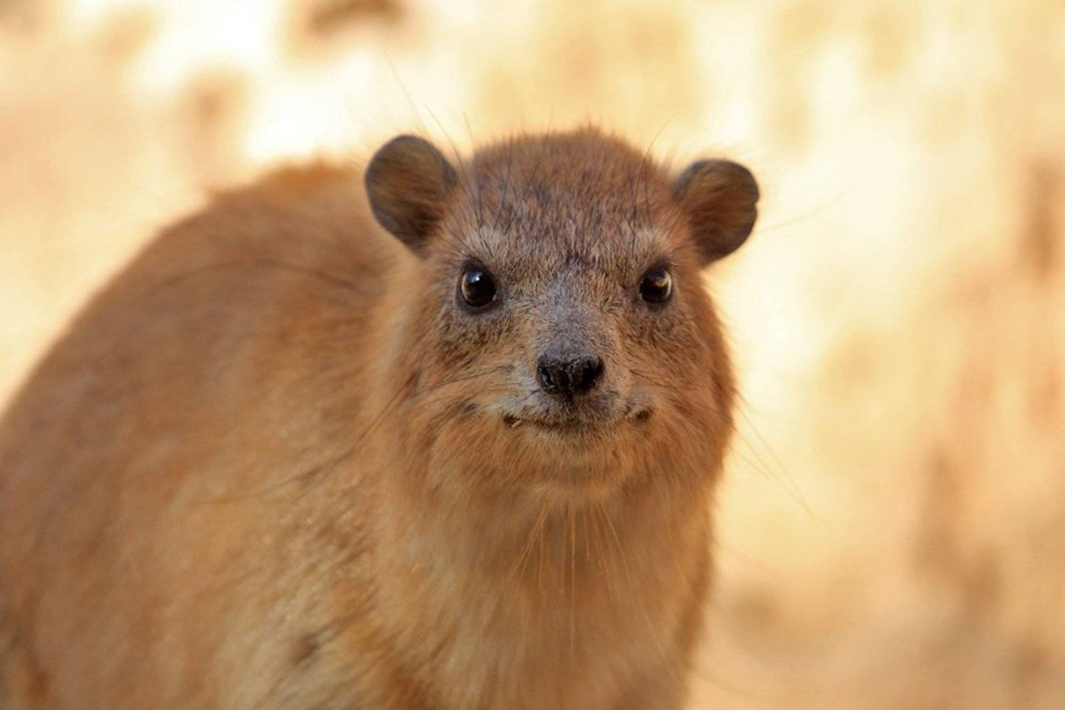 70200, 7D, Animals, Daman, Даман, Животные, Yuri Gomelsky