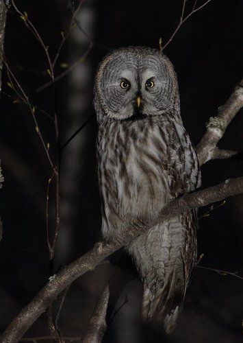 Бородатая неясыть...