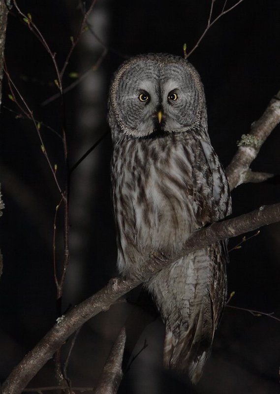 борадатая неясыть, сова Бородатая неясыть... фото превью