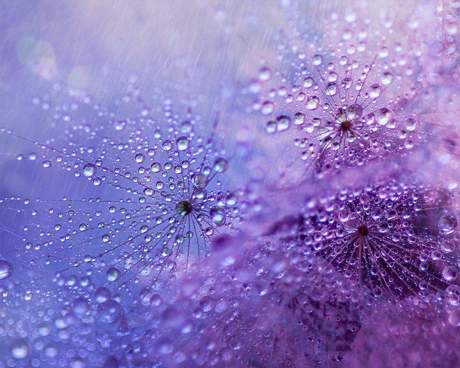 , Таня  Маркова