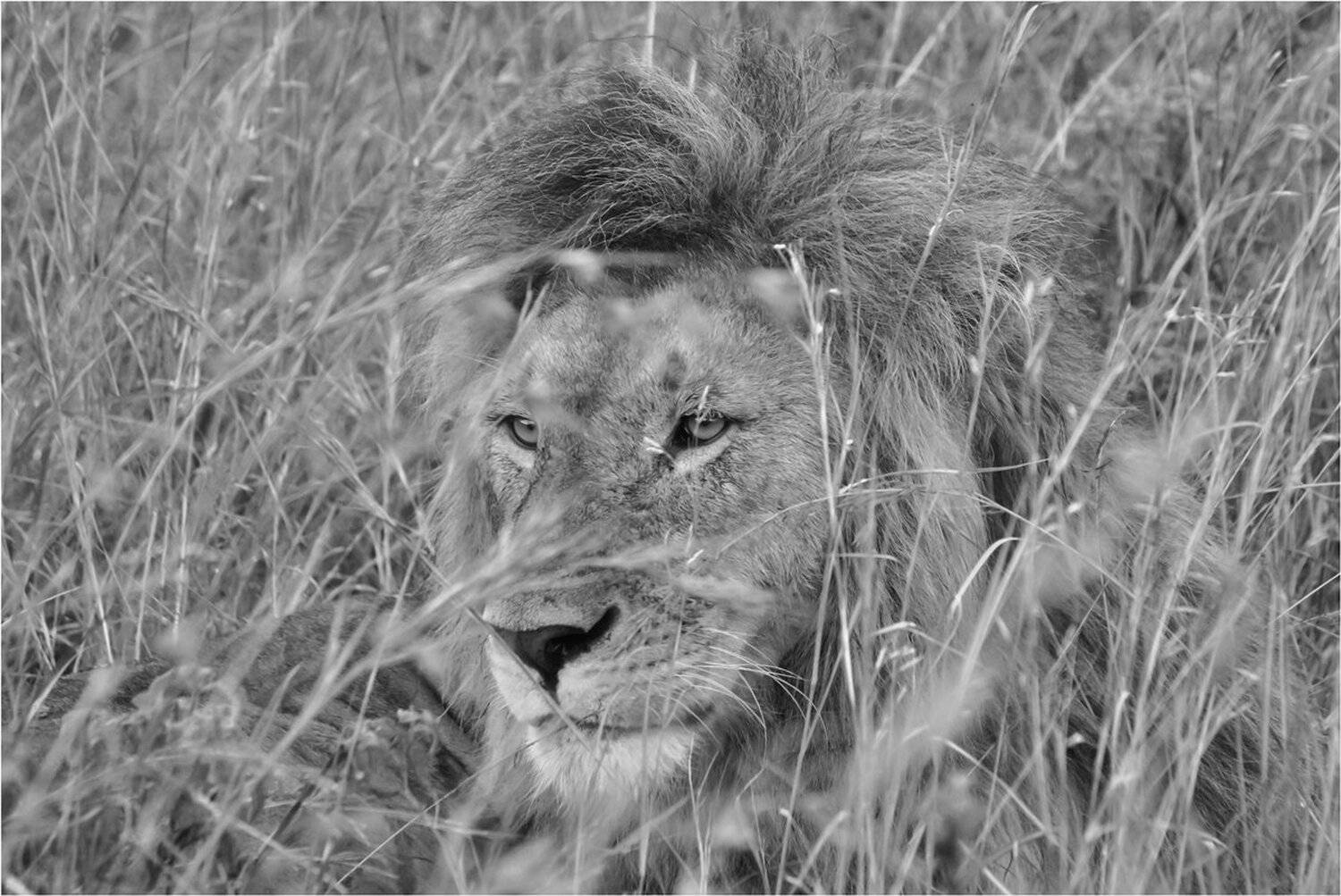 Африка, Кения, Лев, Масаи мара, Саванна, Сафари, Серенгети, Танзания, Михаил Туркеев