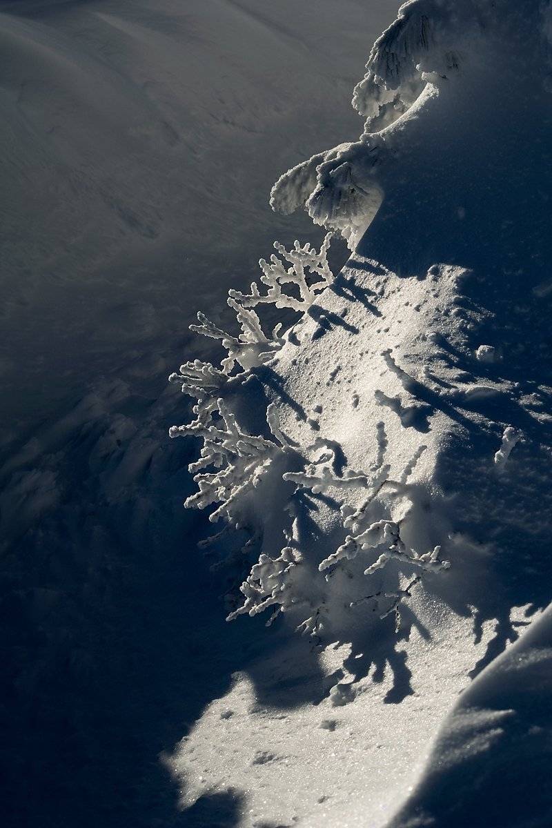 Иней, Сибирь, Снег, Шерегеш, Валерий Пешков