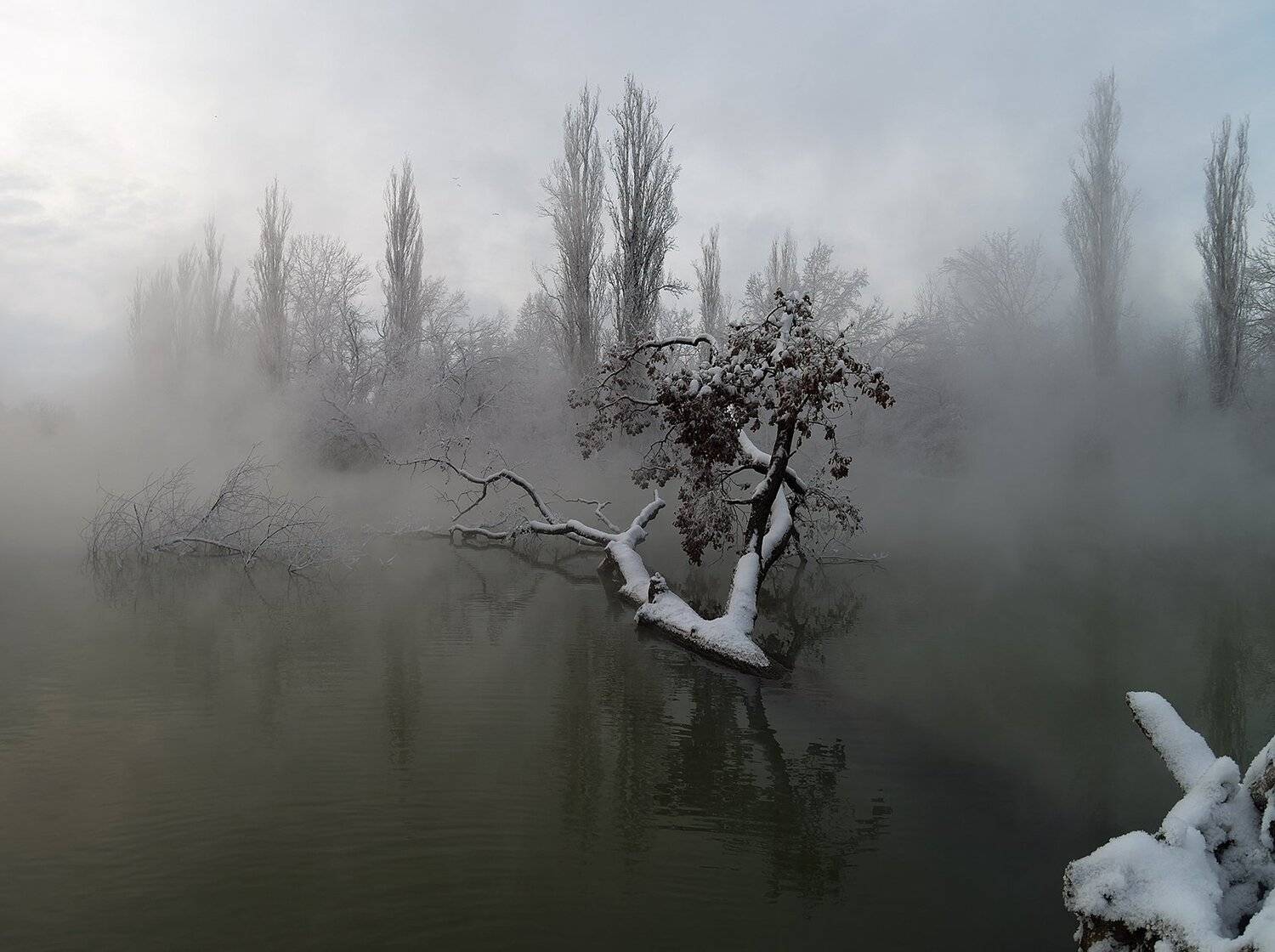 -23, Александр Плеханов, Диагональ, Туман, Упавшее дерево, Утро, Alexander Plekhanov