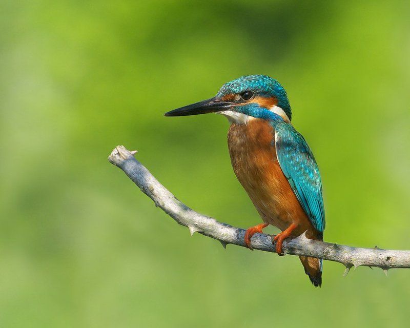 Зимородок на терн фото превью