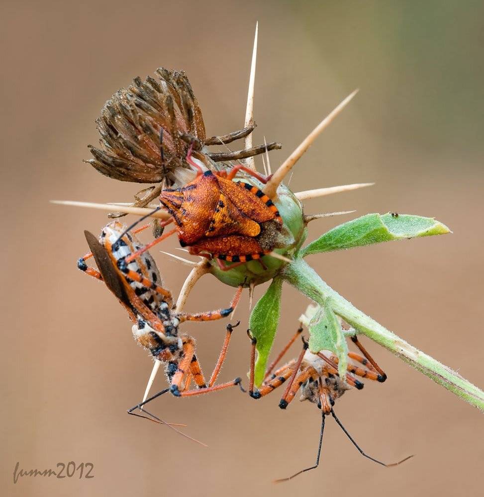 , Игорь ФУММ