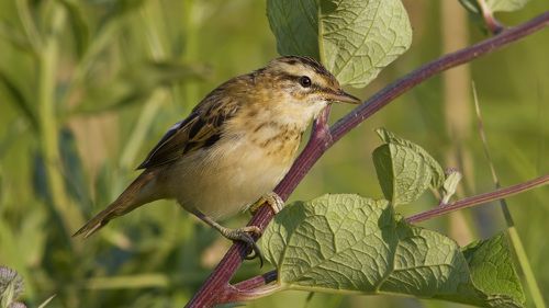 Sedge warbler.
