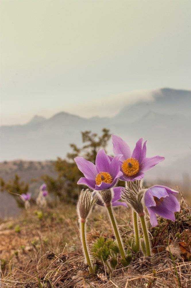 Прострел весенний, Роман Рысь
