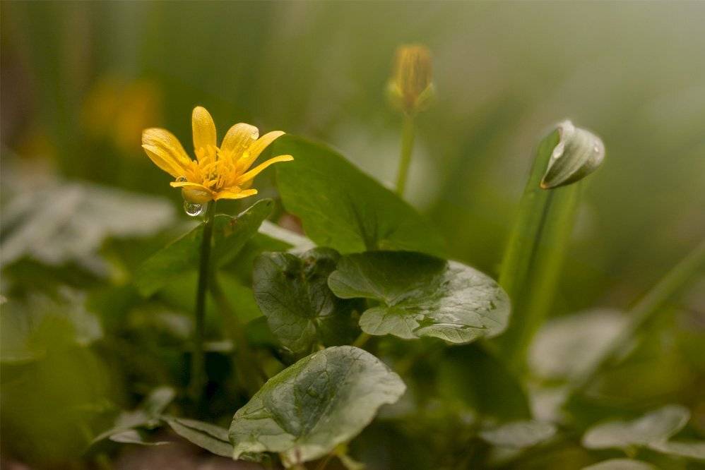 , Роман Рысь