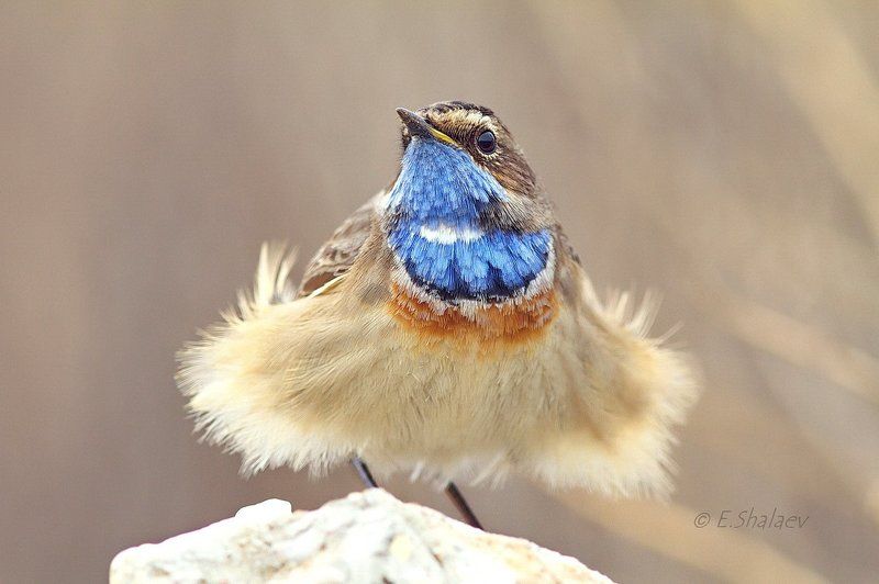 Bluethroat ,Варакушка - Luscinia svecica фото превью