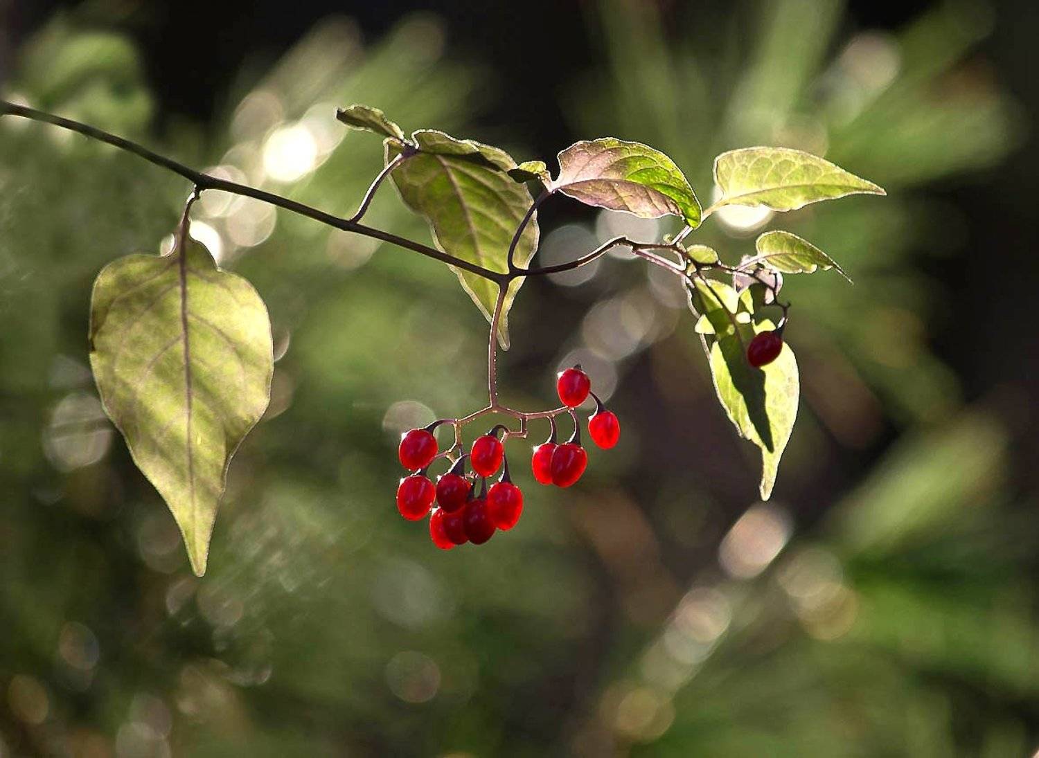 природа, Антонина