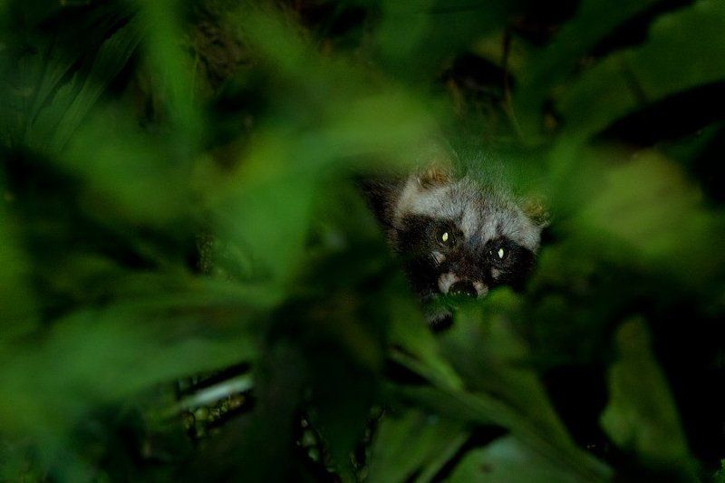 природа, вьетнам, лес, млекопитающие, тропики, азия, дикая природа, viet, vietam, asia, tropics, wildlife, nature, мусанг Глаза ночного леса фото превью