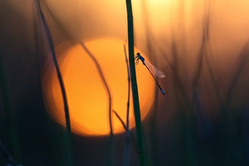 Вечерняя симфония. фото превью