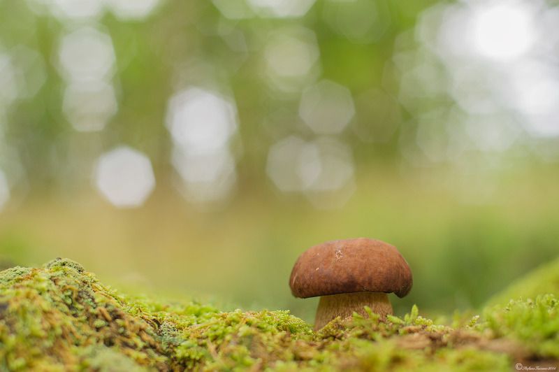 Boletus фото превью