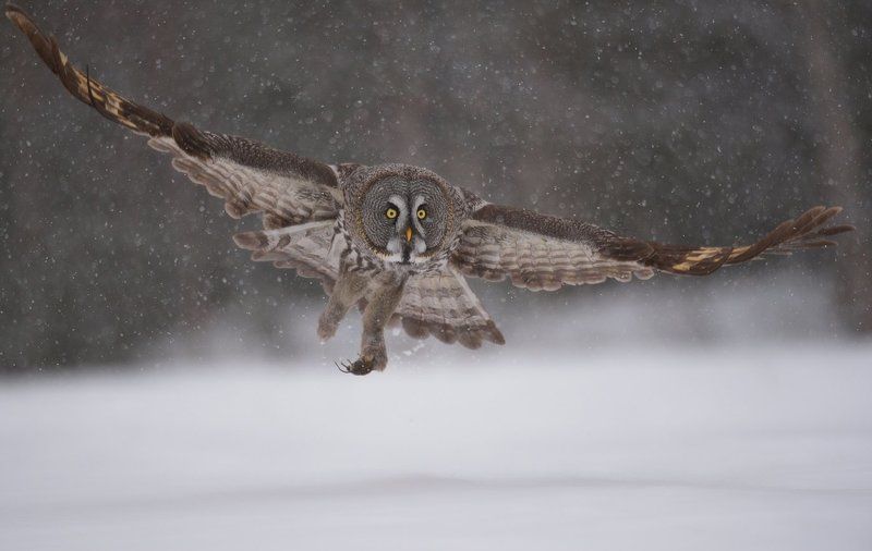 левша фото превью