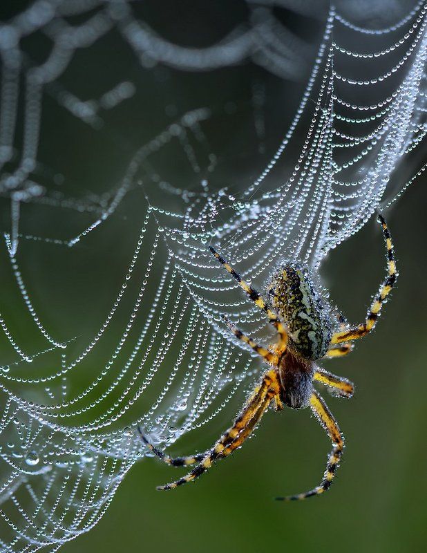 * * * фото превью