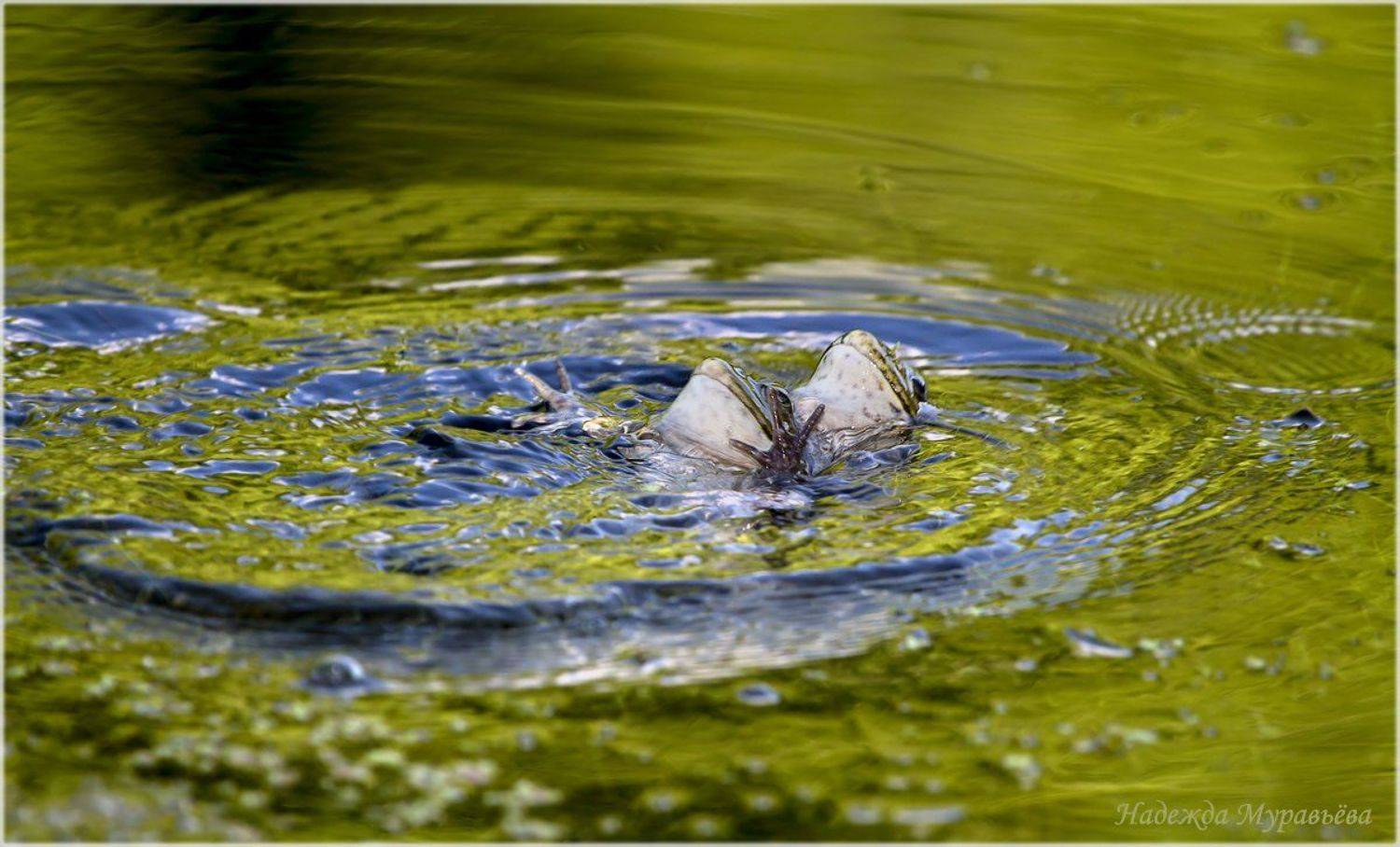 Лягушки, Надежда Муравьёва