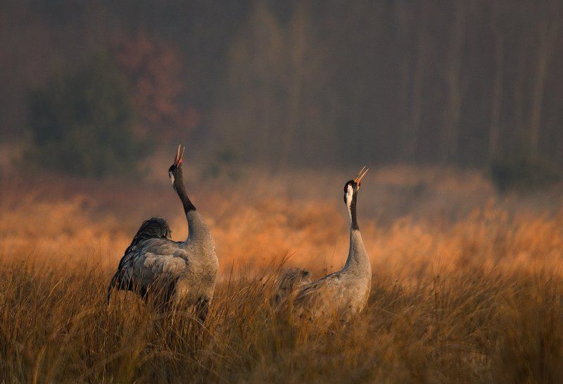 Morning singing...
