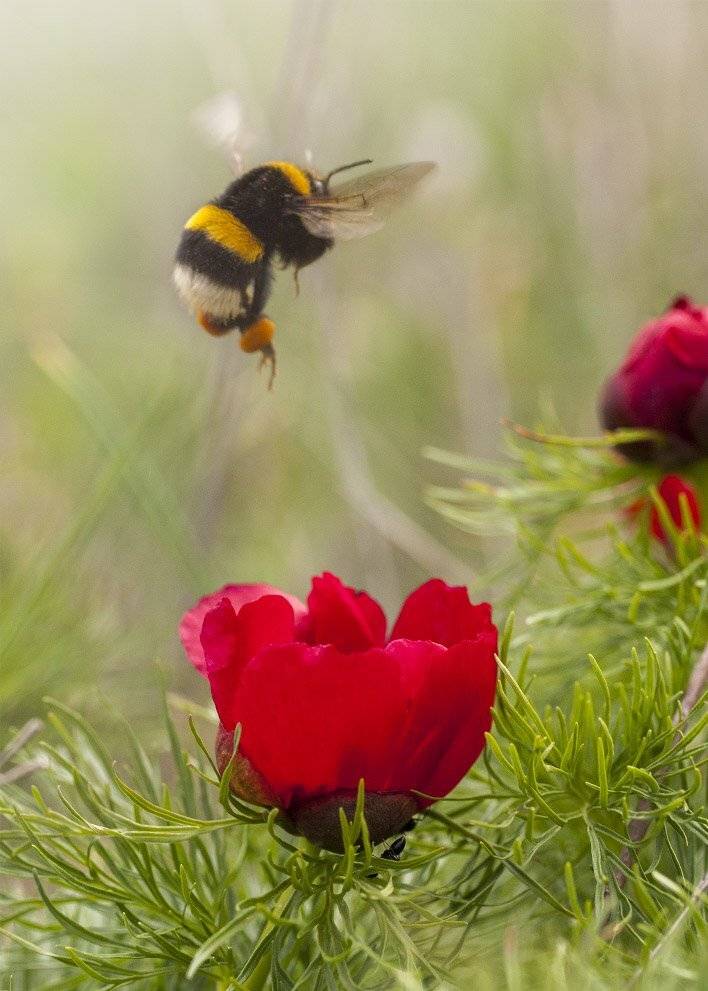 Пион тонколистный пион узколистн, Шмель, Роман Рысь