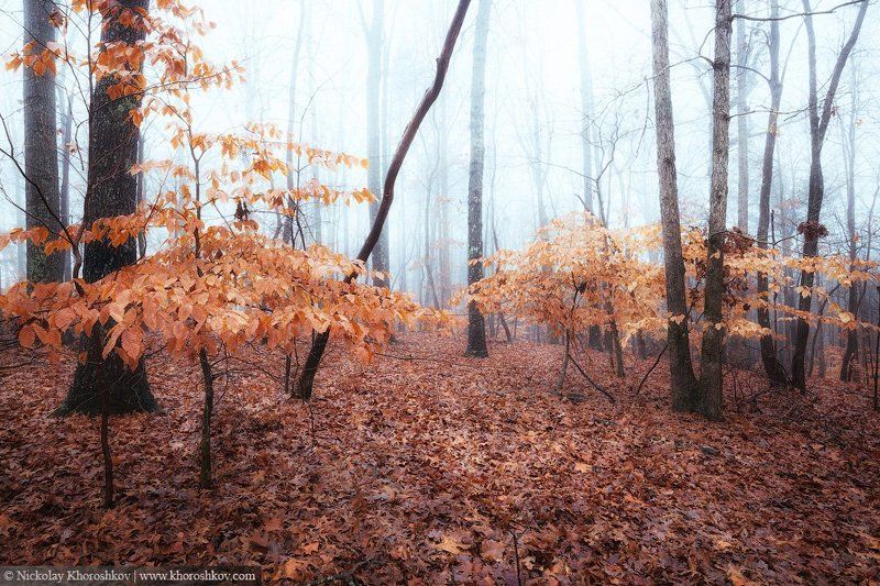Лес, Осень, Природа Осеннее настроение фото превью