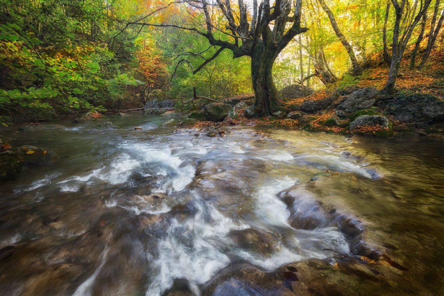 , Денис Сорокин