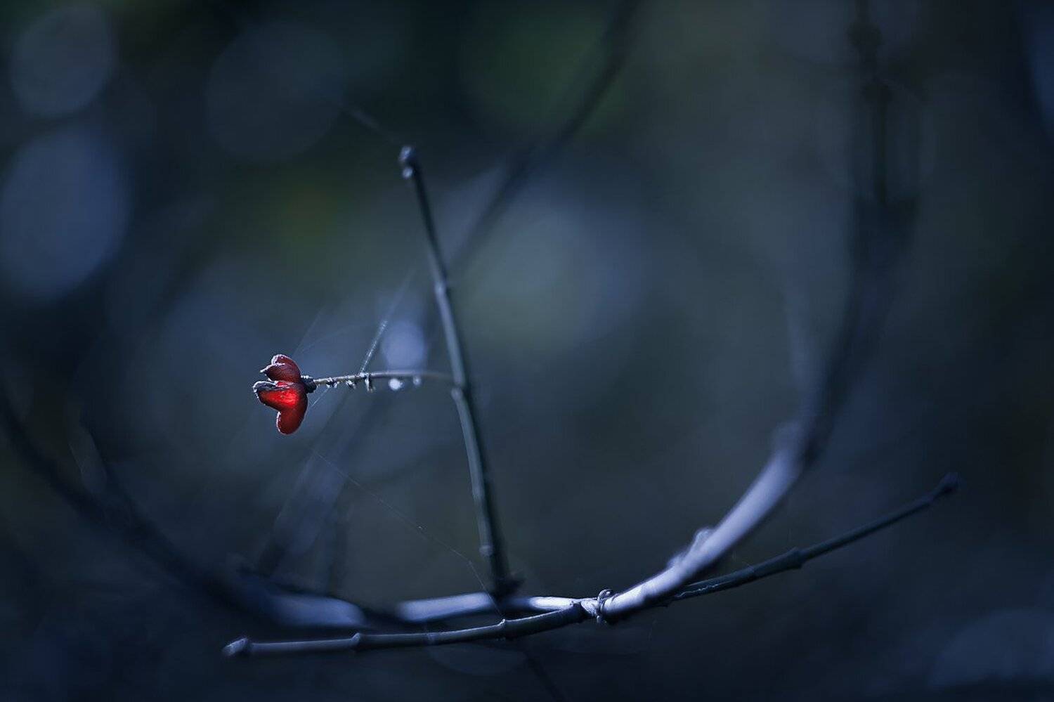 , Gabriel Prescornita