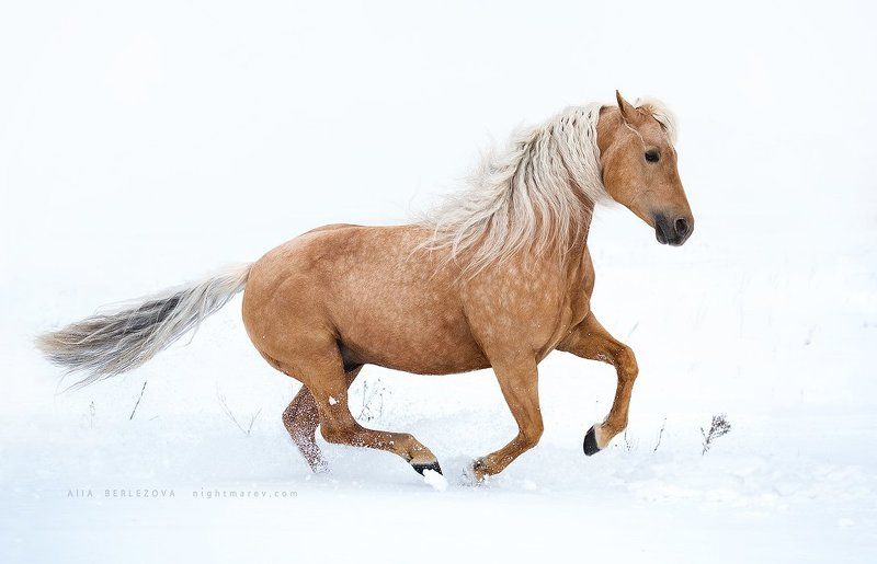 American quarter horse, Appaloosa, Dust, Haflinger, Horse, Shire, Western  фото превью