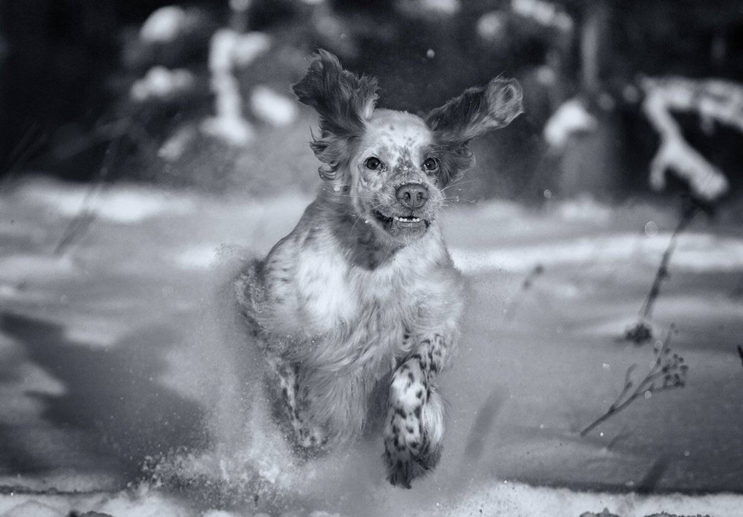 Аглийский сеттер, Ветер, Движение, Зима, Пыль, Саров, Снег, Собака в движении, Фотограф, Александр Чибиркин
