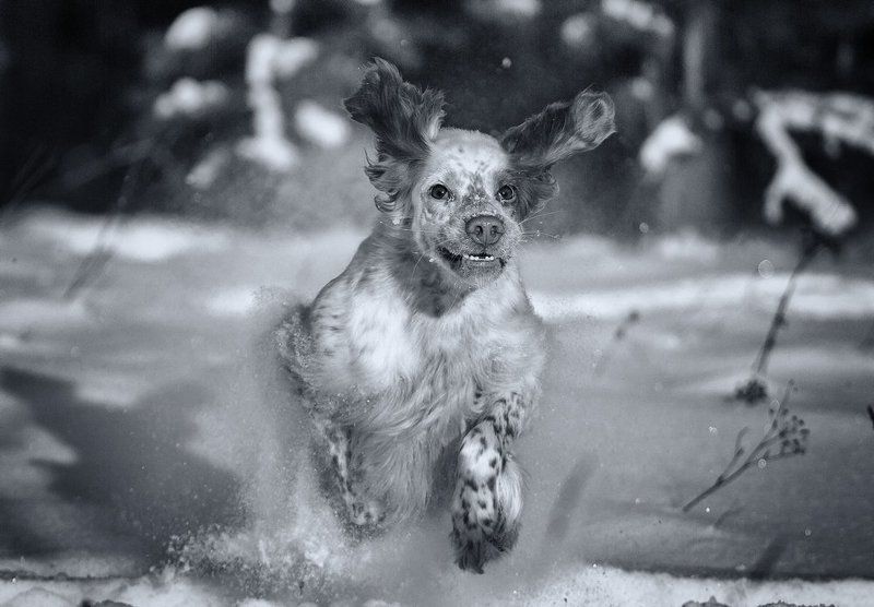 Аглийский сеттер, Ветер, Движение, Зима, Пыль, Саров, Снег, Собака в движении, Фотограф Из снежного плена фото превью