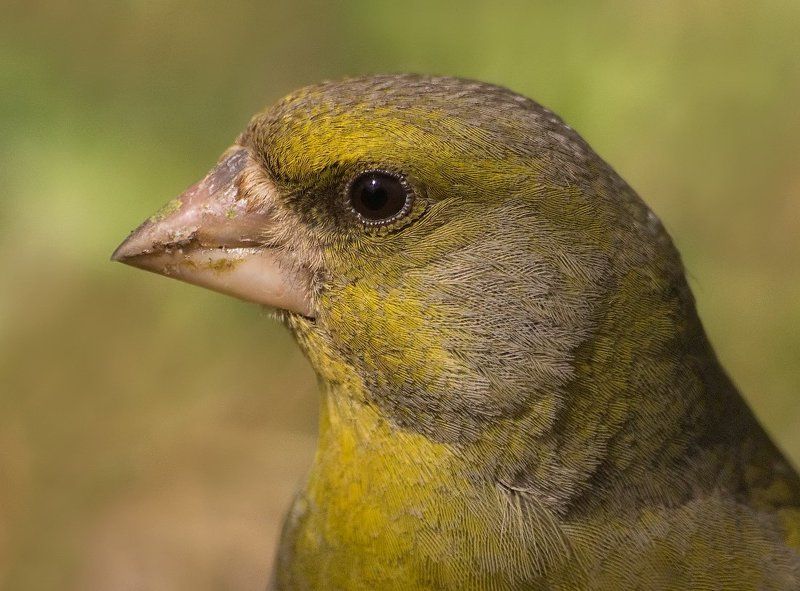 Зеленушки фото превью
