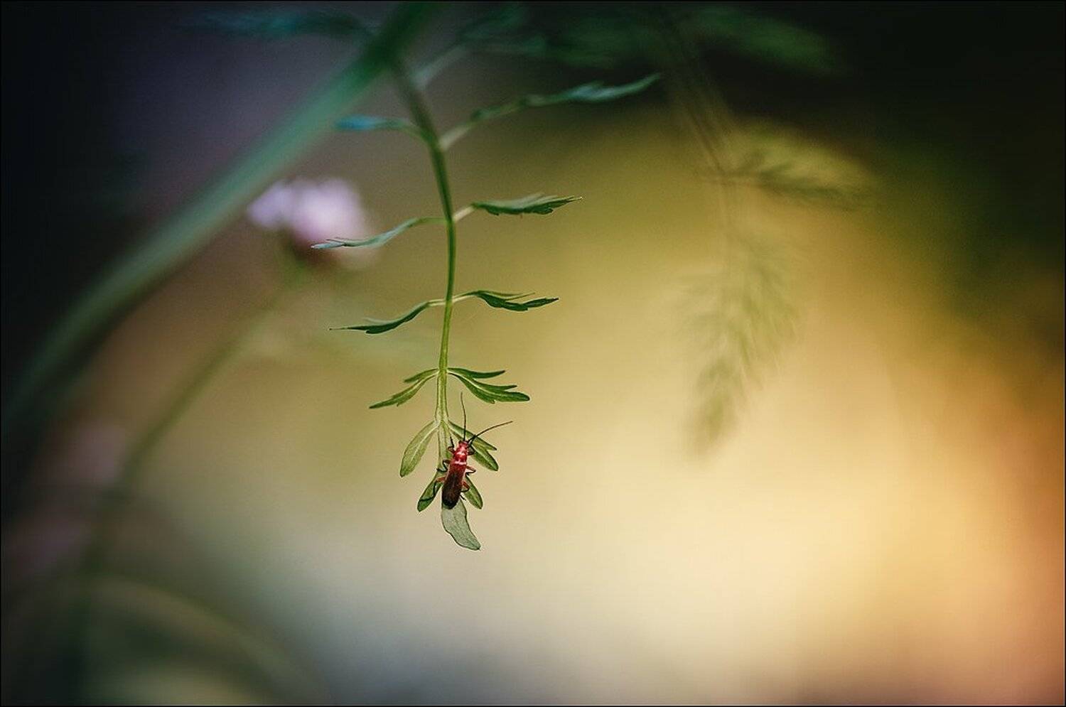 макро, макро красота, макро мир, макро фото, Украина, Коростышев, природа, сказка, насеко́мые , Александр Чорный