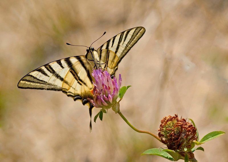 Paź żeglarz фото превью