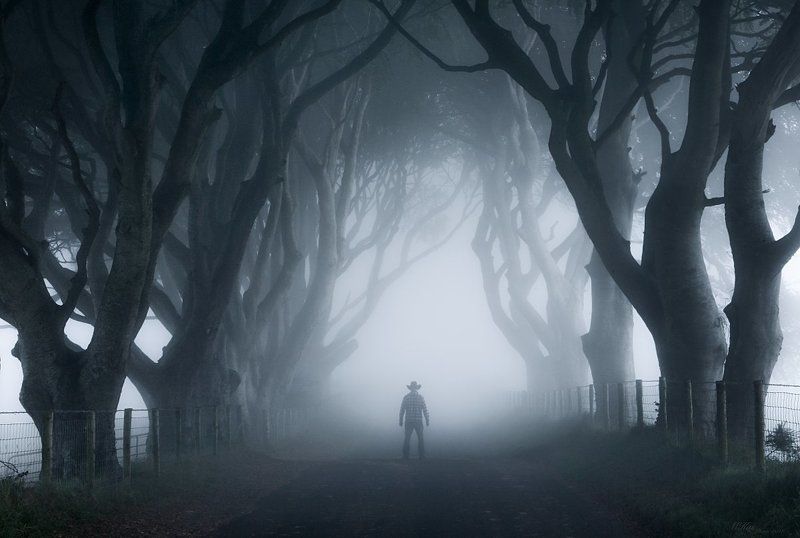 The Dark Hedges, trees, fog, Ireland, Antrim, self-portrait, northern ireland, morning,  The Dark Hedges  фото превью