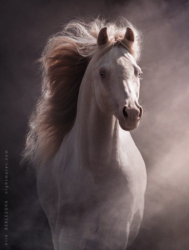 Welsh pony фото превью