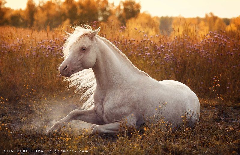 Welsh pony фото превью
