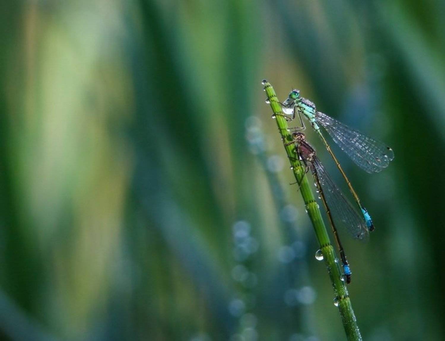 роса, сосонка, стрекоза, трава, утро, Марина Мищенко