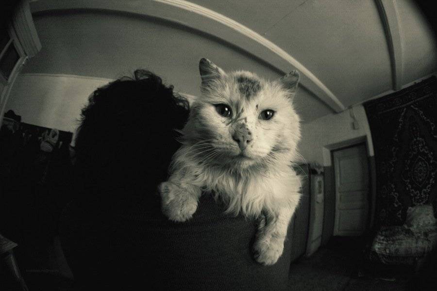 , Svoboda Andreeva