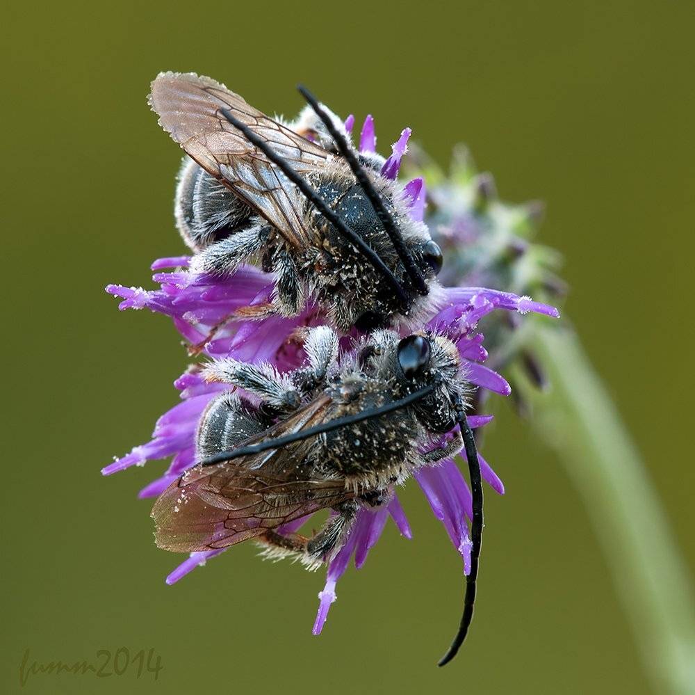 , Игорь ФУММ