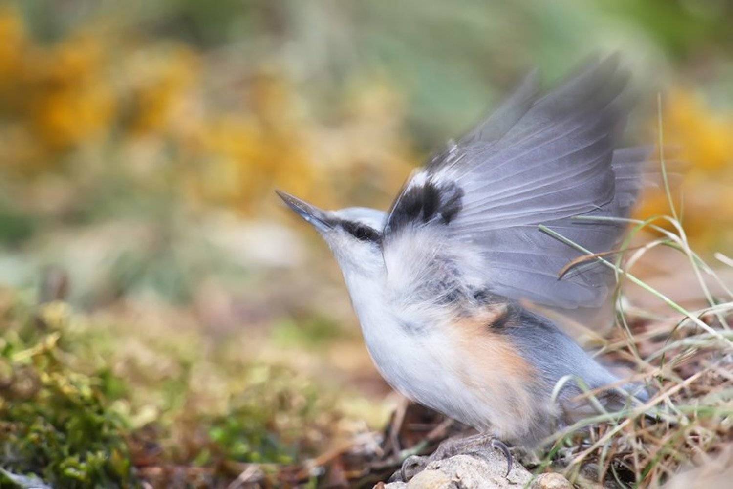 дикая природа, поползень, природа, птица, птицы, фотоохота, Алексей Королев