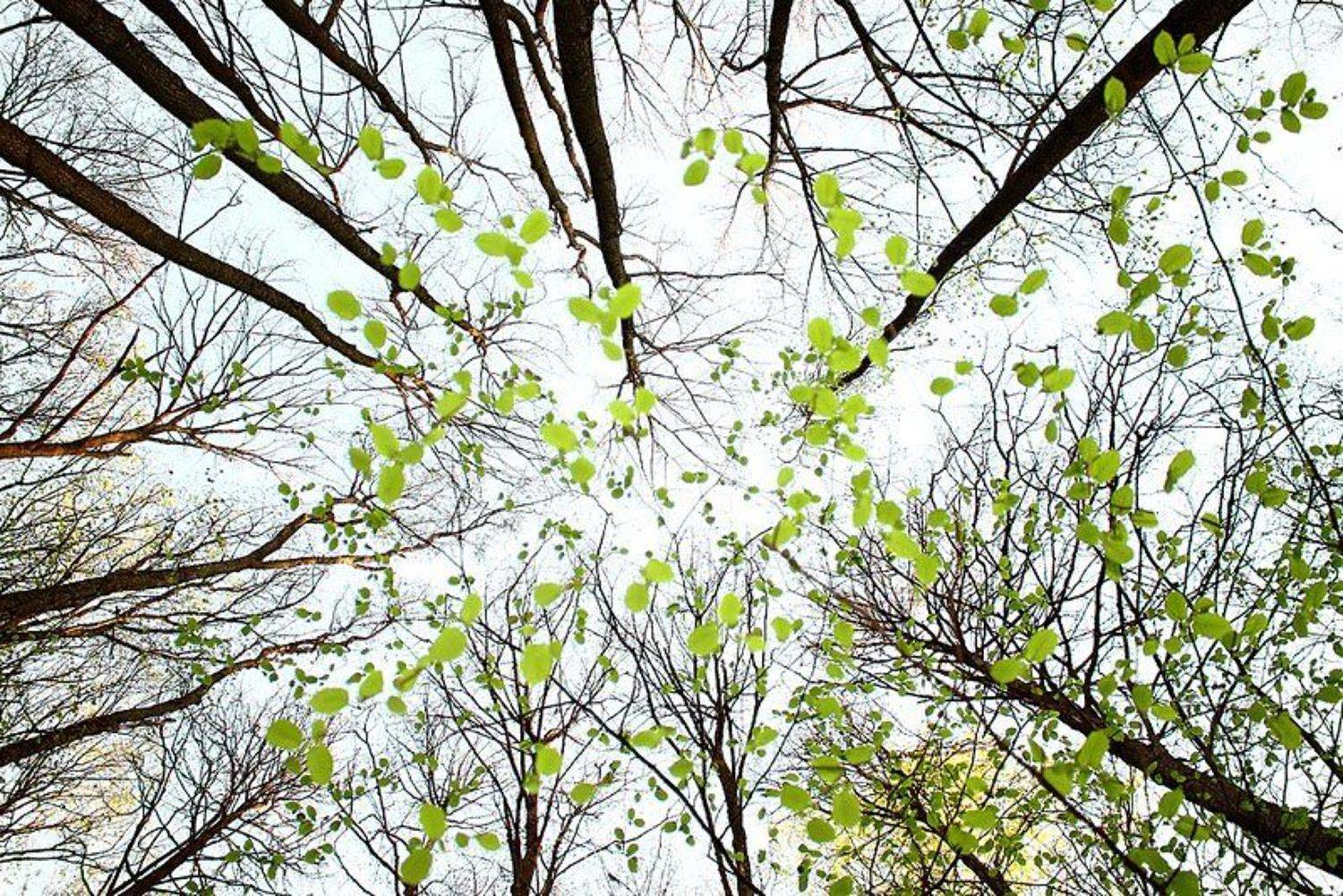 весенний лес, весна, высокий ключ, деревья, дикая природа, лес, пейзаж, природа, Алексей Королев