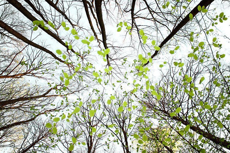 весенний лес, весна, высокий ключ, деревья, дикая природа, лес, пейзаж, природа Весенний лес фото превью