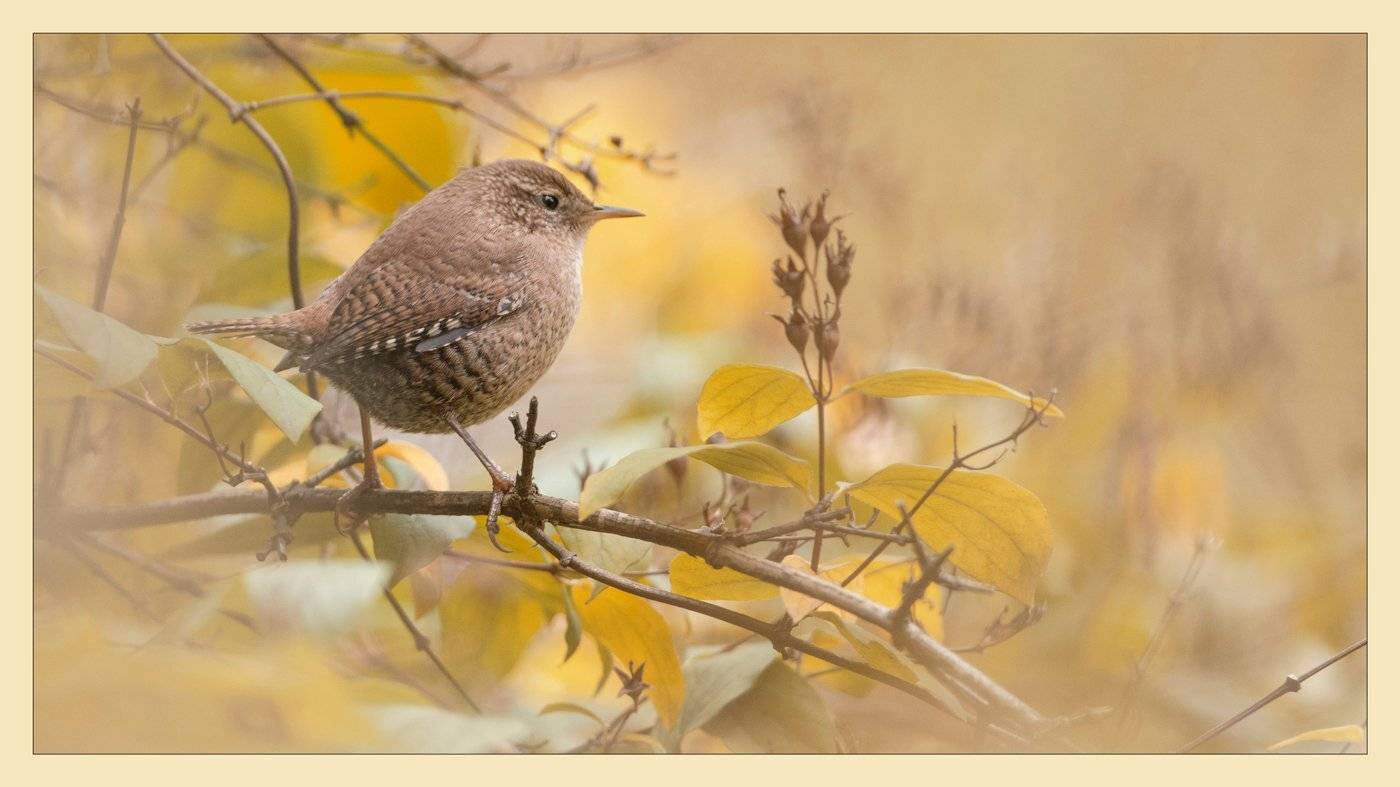 , Валерий Субачев