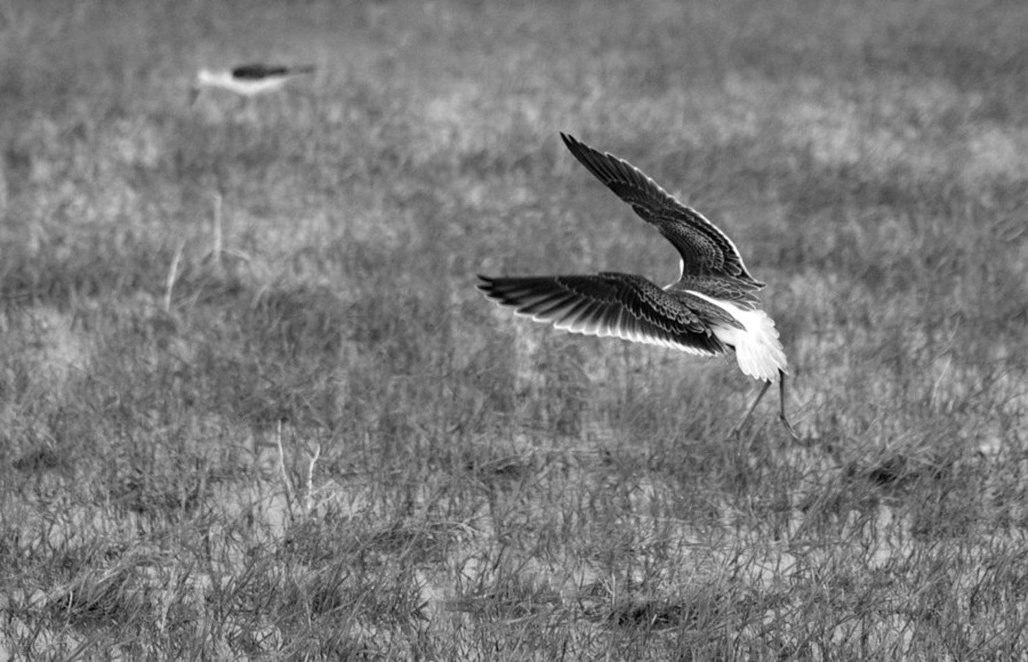 , Мира Голубь