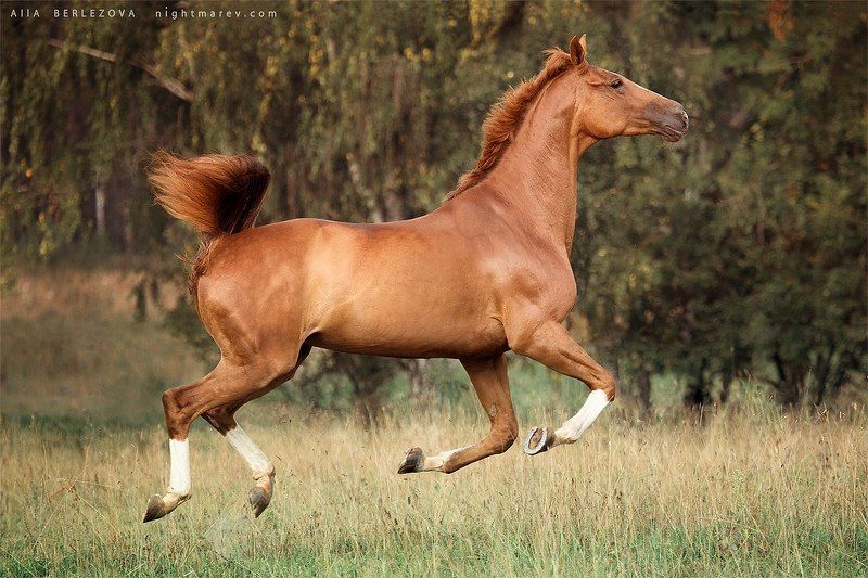 horse gallop field sun forest trakehner Potamia фото превью