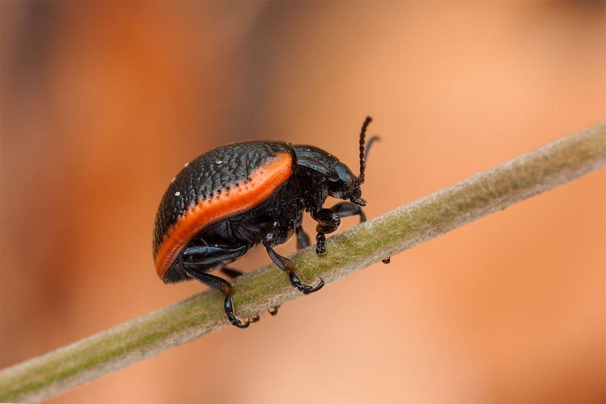 , Роман Рысь