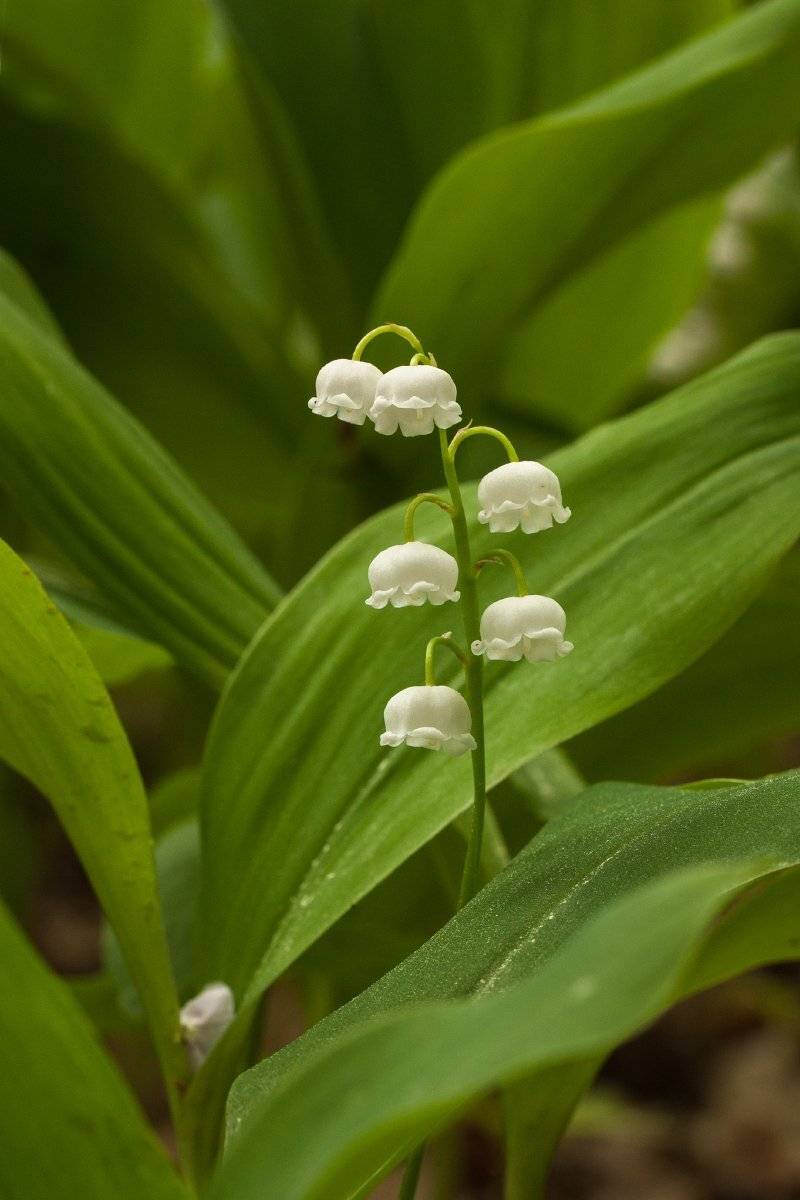 , Роман Рысь