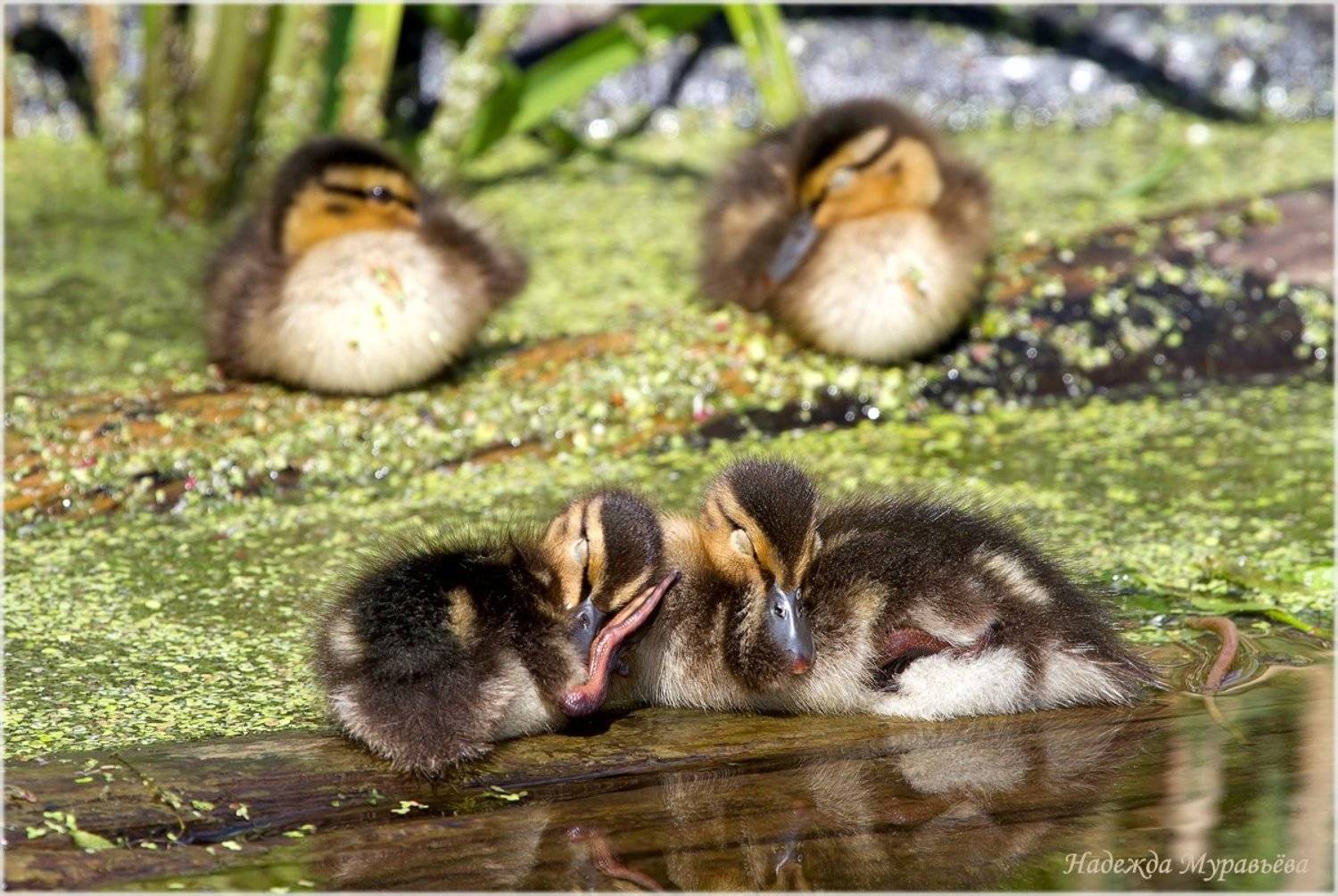 Anas platyrhynchos, Кряква, Птенцы, Сон, Надежда Муравьёва