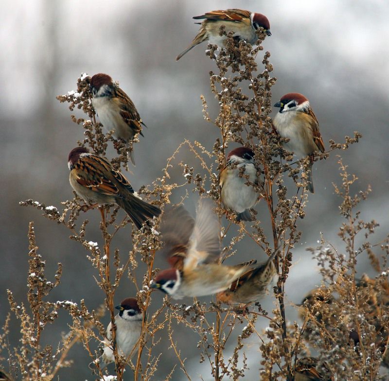 Воробушки. фото превью