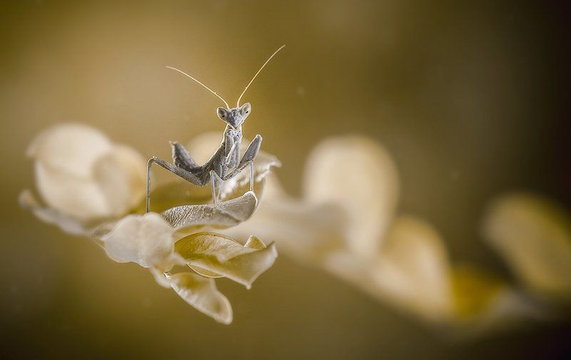 - Я переживу эту зиму! … фото превью